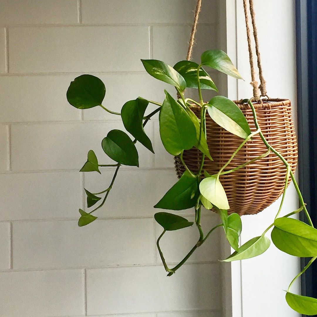Hanging Basket Garden? Learn How to Make a Hanging Garden