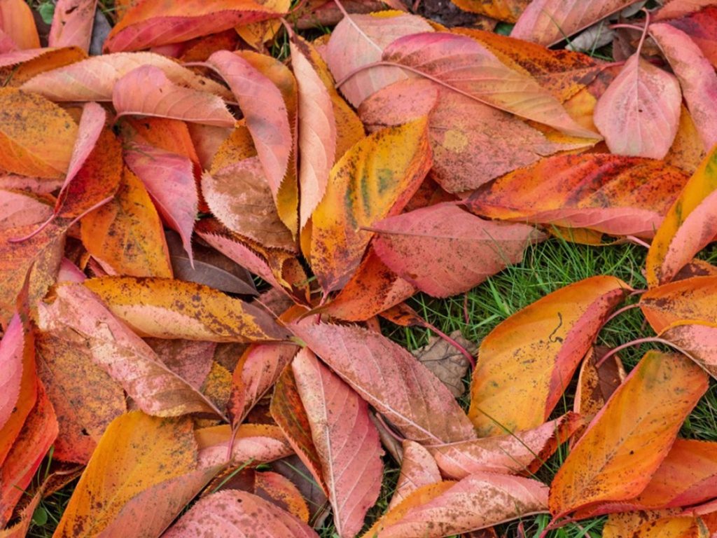 How to Prepare Your Garden for Fall