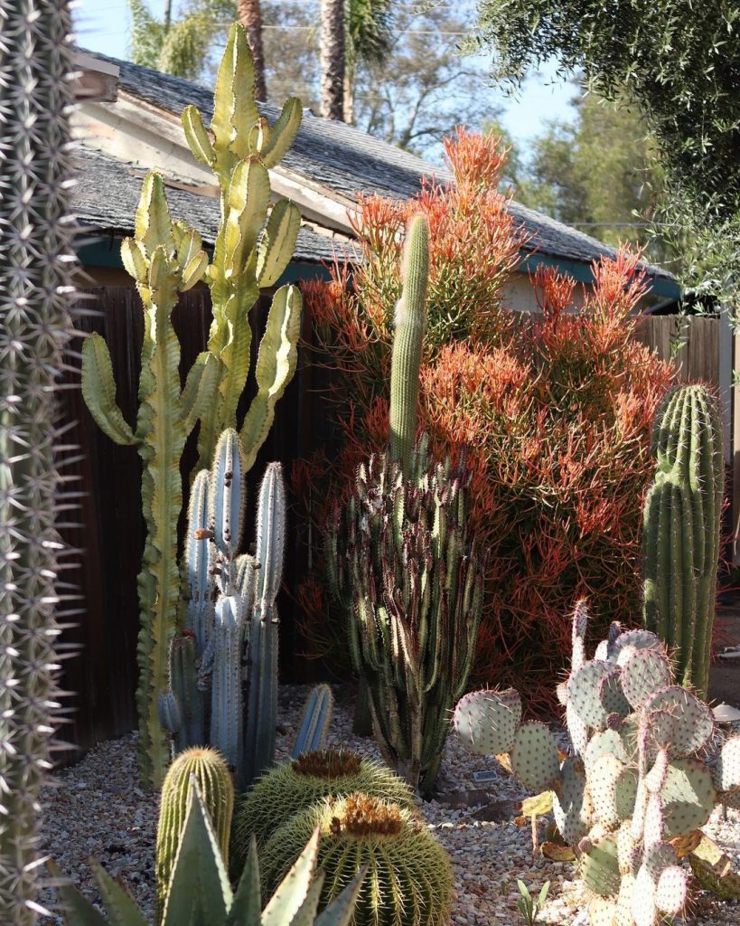 How Do You Start & Care For A Cactus Garden?