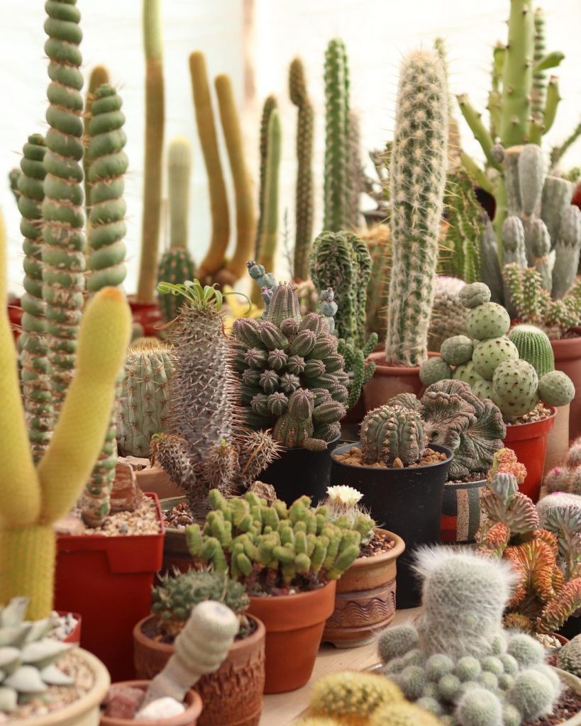 How Do You Start & Care For A Cactus Garden?