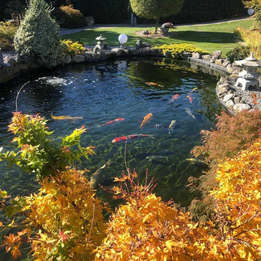 Pond Ideas To Brighten Up & Add Interest To Your Yard