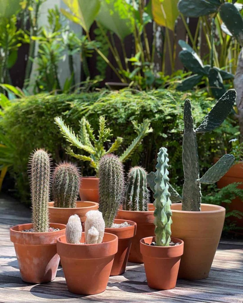 Cactus Decor & Landscaping Ideas