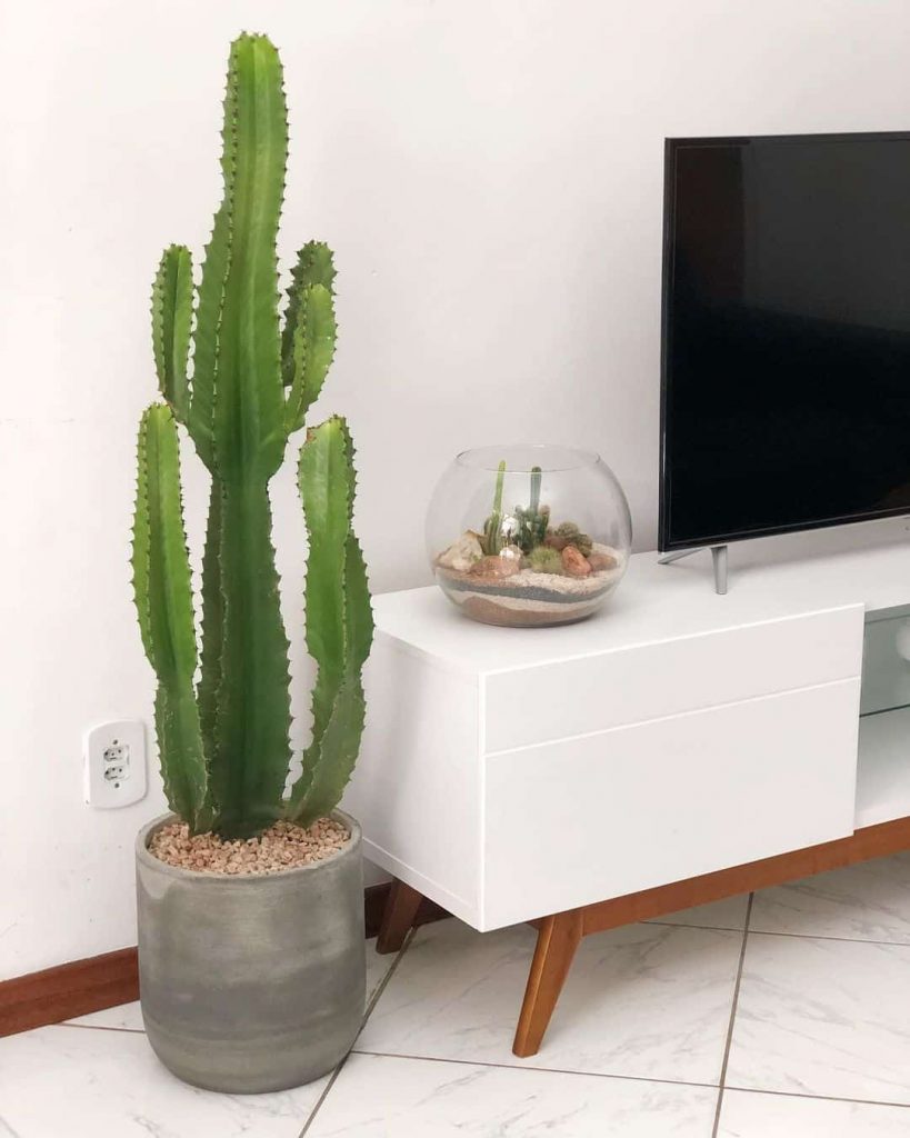 Cactus Decor & Landscaping Ideas