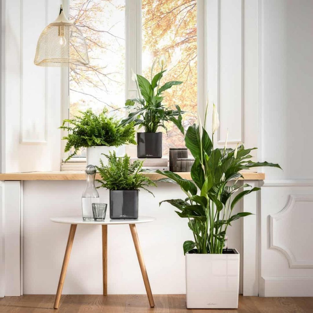 20 Houseplant Decor Ideas To Inject Life Into Your Home